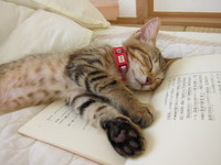 本を枕に寝る猫