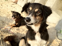 ビーチにいる かわいい犬二匹