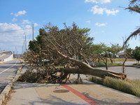 台風被害で木が倒れる2013-01