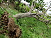 台風被害で木が根元から倒れる2013