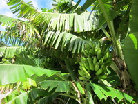 木になっている島バナナ02