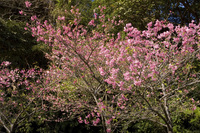 寒緋桜と木
