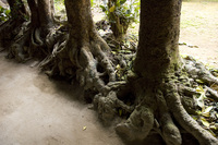 福木並木の木の根