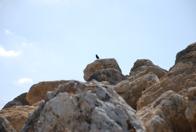 岩に一匹の鳥