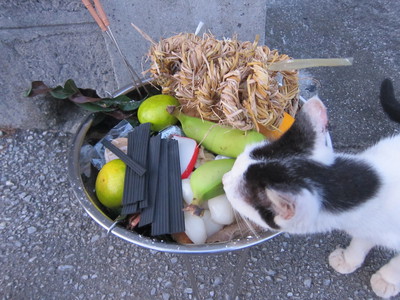 ウークイで供え物を門口に置き、猫が食べようとしてる様子 2011