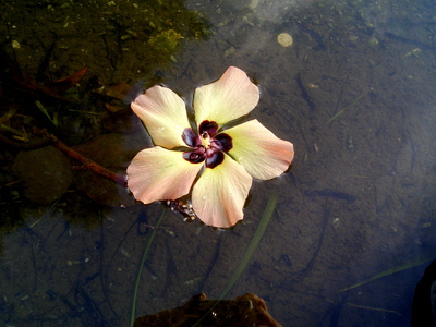 池に浮かぶユウナの花