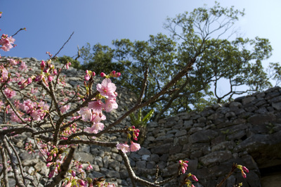寒緋桜と今帰仁城趾の城壁２