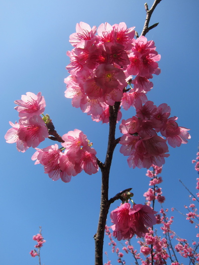 寒緋桜と空２
